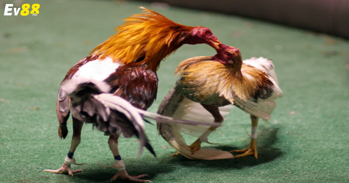 Đá Gà Đòn Là Gì? Luật Chơi Cơ Bản Cho Người Mới