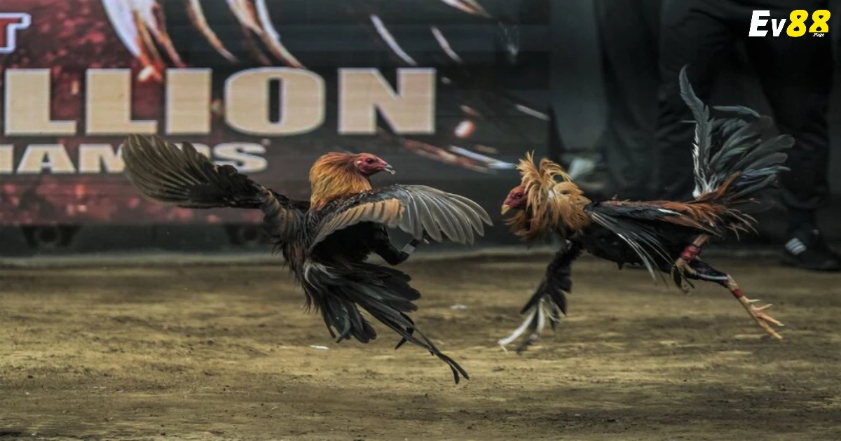 Đá Gà Thomo Là Gì? Vì Sao Được Yêu Thích?