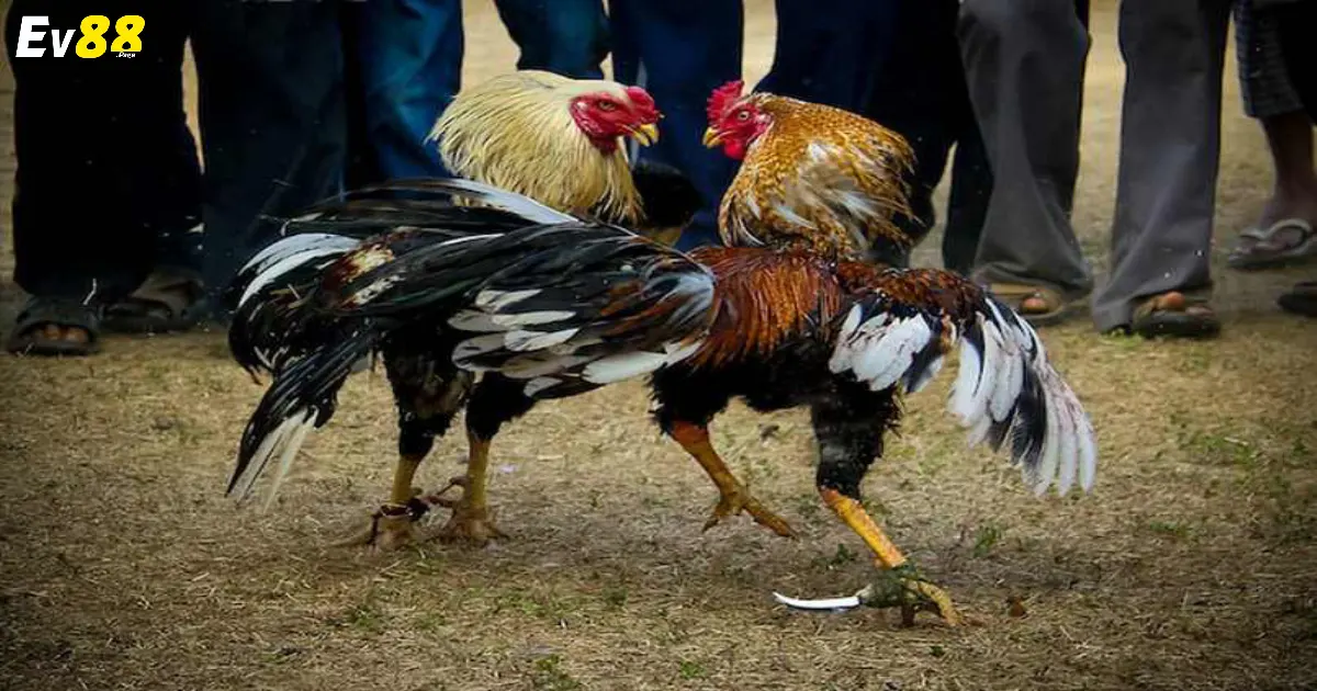 Lý do người dân ưa chuộng Đá Gà Thomo