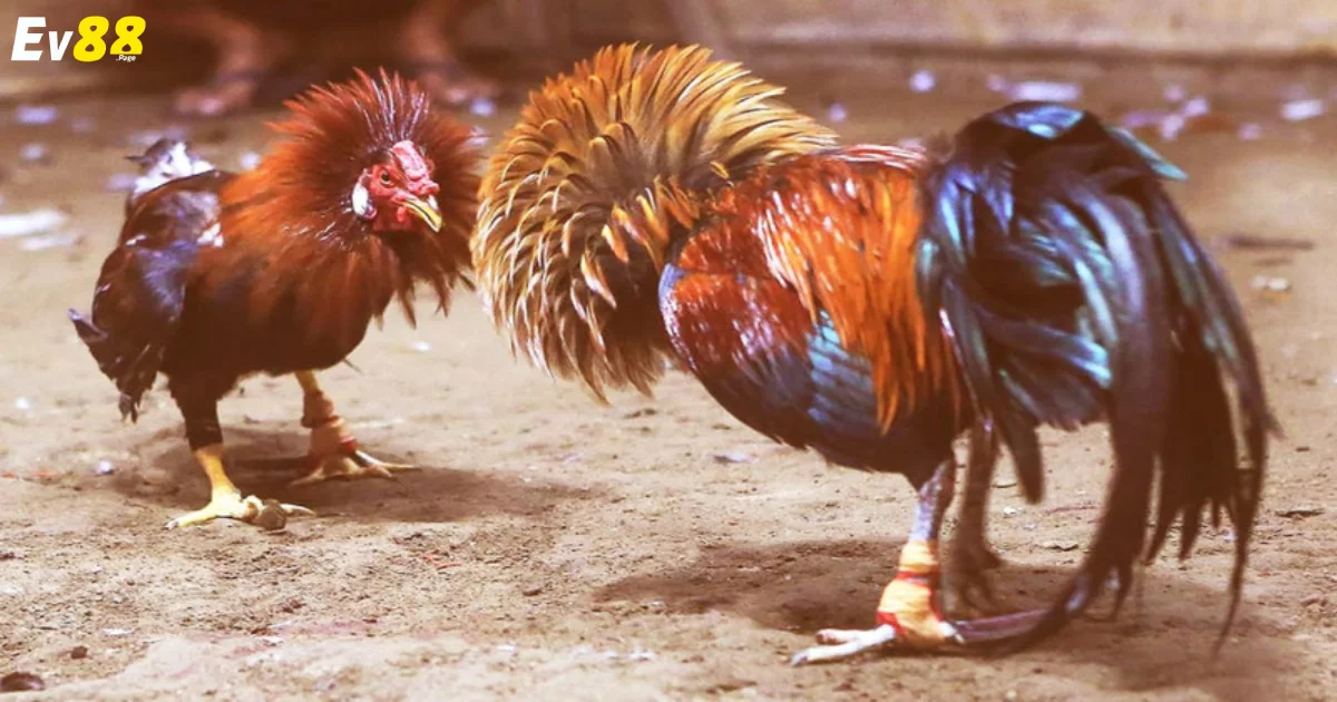 Trực tiếp đá gà từ trường gà nổi tiếng với chất lượng HD