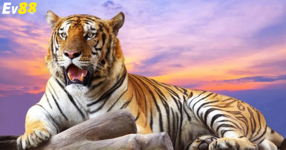 Ý nghĩa ẩn sau những giấc mộng khi nằm mơ thấy hổ